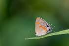 Red-banded hairstreak, Stephen A. Forbes State Park, Marion County, Illinois. Art Print